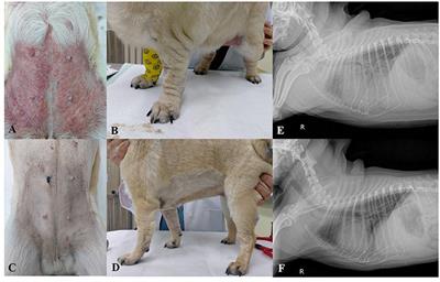 Case report: Uncommon immune-mediated skin disease involving systemic disorders in dogs